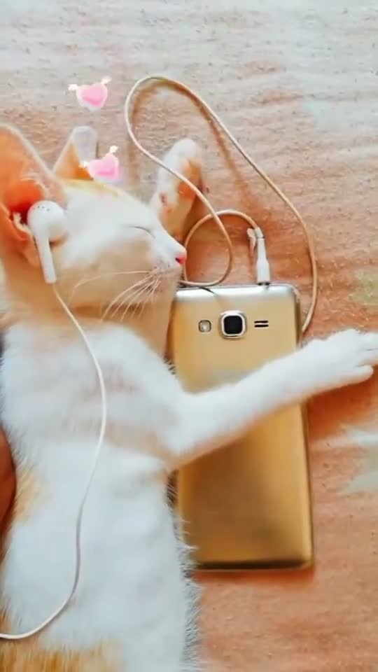 Cute cat videos 2024 for whatsapp status download